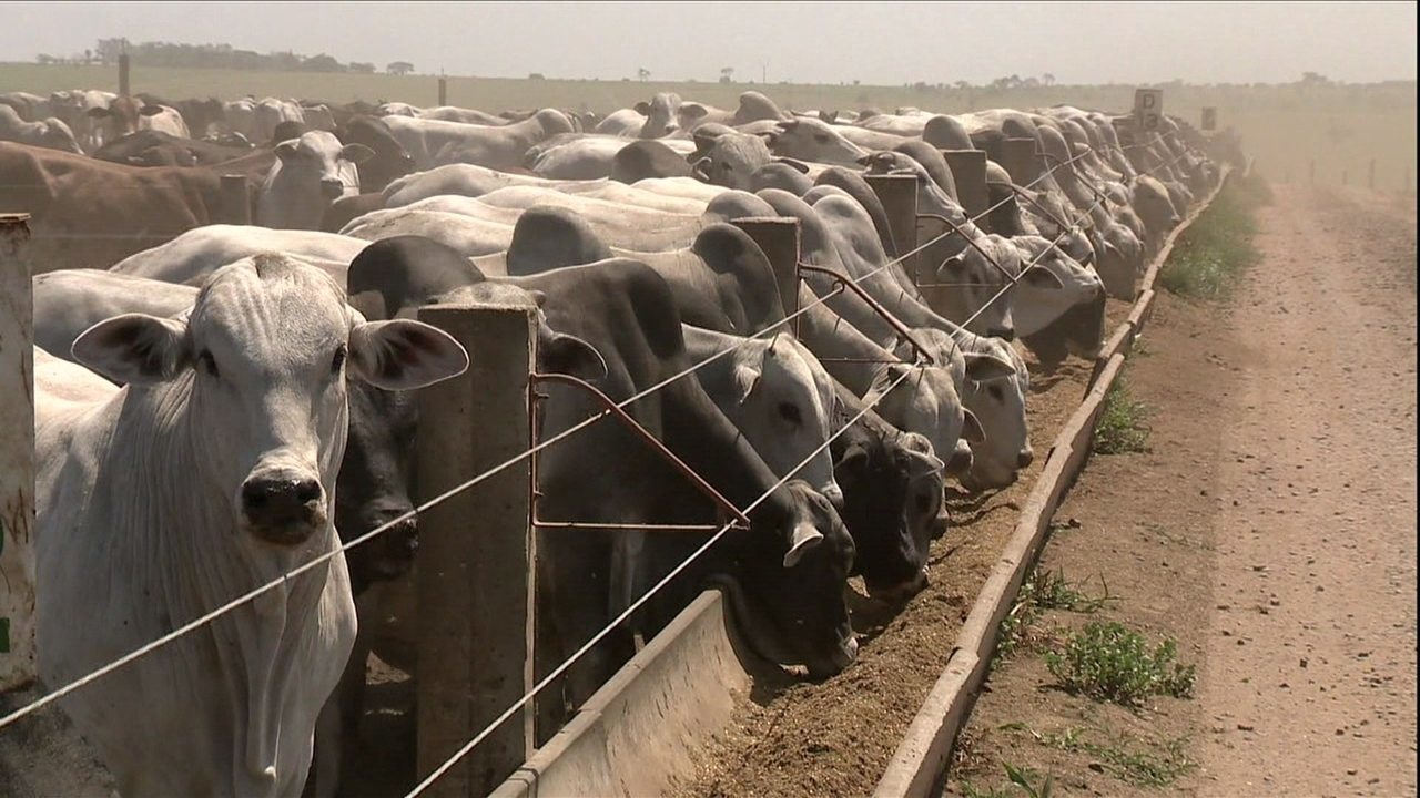 GADO AGRONEGÓCIO GADO AGRONEGÓCIO