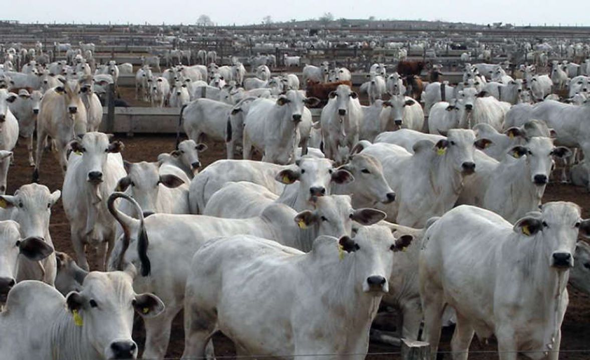 GADO PECUÁRIA AGRONEGÓCIO GADO PECUÁRIA AGRONEGÓCIO